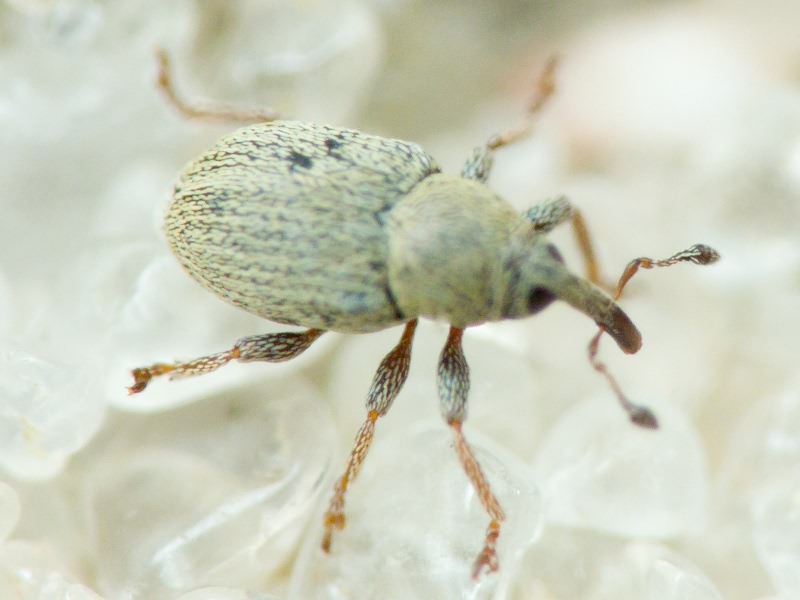 Sibinia (Sibinia) unicolor (Fahraeus, 1843)